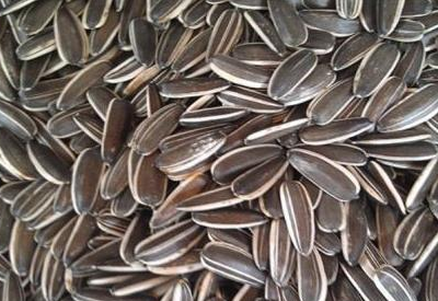 瓜子含有丰富的营养物质但吃起来有讲究 瓜子含有丰富的营养物质但吃起来有讲究